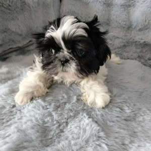  Shih Tzu Welpen