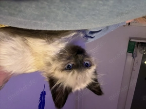 Bkh Radoll Mix 12 Wochen