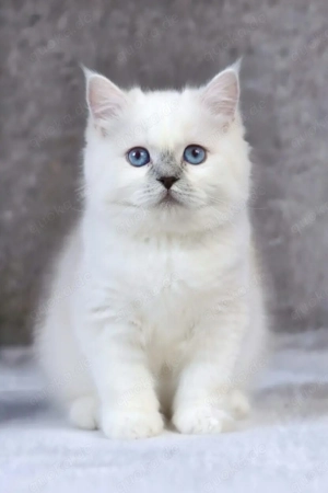 BKH-BLH Kitten Schneeweiß und black golden shaded Bild 2