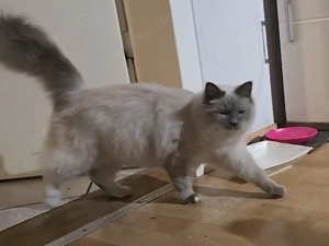 Katze(weiblich) Heilige Birma