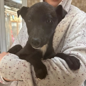 Lilly, 4 Monate, wird ca . 50 cm