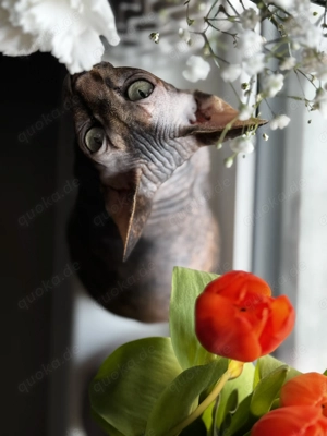 Kanadische Sphynx Katze - 5 Jahre - gechipt, sterilisiert