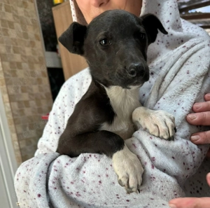 Samantha, 4 Monate, wird ca. 50 cm