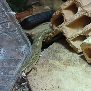 Walzenskink  Chalcides ocellatus ocellatus  Bild 7