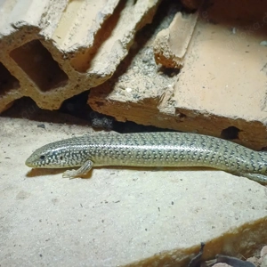 Walzenskink  Chalcides ocellatus ocellatus  Bild 5