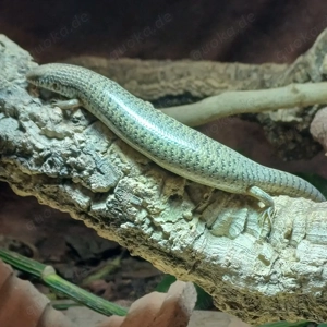 Walzenskink  Chalcides ocellatus ocellatus  Bild 6