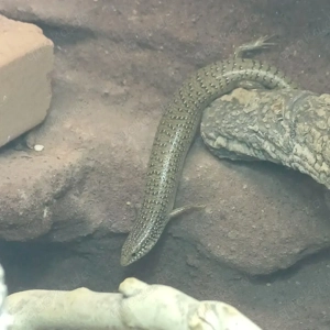 Walzenskink  Chalcides ocellatus ocellatus  Bild 3