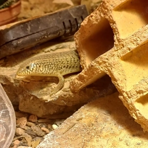 Walzenskink  Chalcides ocellatus ocellatus  Bild 8