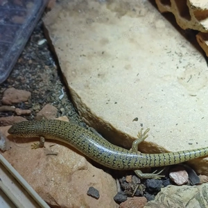 Walzenskink  Chalcides ocellatus ocellatus  Bild 4