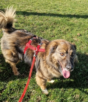 Ellie, 4 Jahre und 50 cm, lieb, sehr verschmust