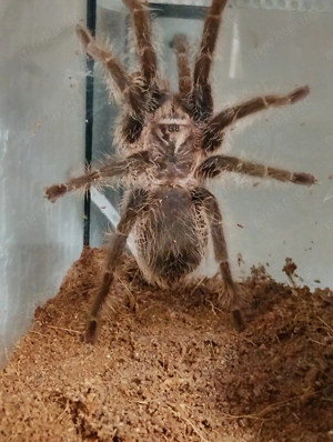 Vogelspinnen und Terrarien  