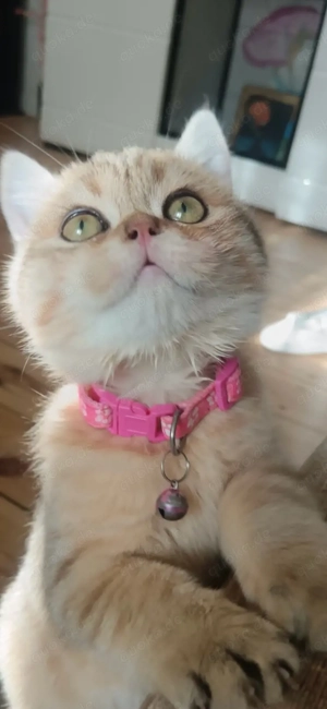 Baby katze zu verkaufen