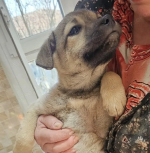 Simba ist 4 Monate und wird ca 45 cm