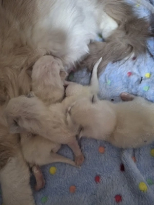 3 Ragdoll Kitten