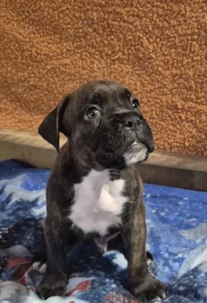 Süßer reinrassiger Boxer-Rüde sucht liebevolles Zuhause