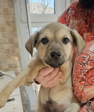 Freddy, 4 Monate, wird ca. 50 cm