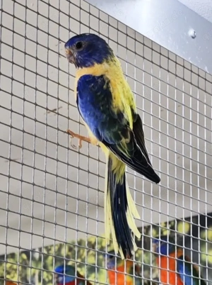 Glanzsittiche apua violett 