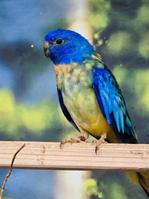 Glanzsittiche apua violett 