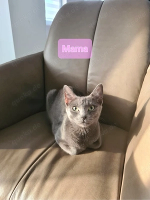 Wurfankündigung: Russisch Blau Kitten  Bild 3