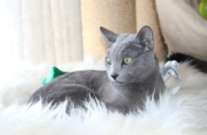 Wurfankündigung: Russisch Blau Kitten  Bild 4