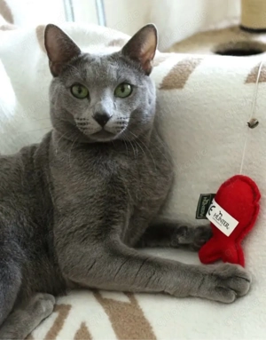 Wurfankündigung: Russisch Blau Kitten  Bild 5