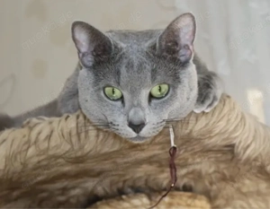 Wurfankündigung: Russisch Blau Kitten  Bild 2