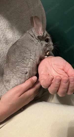Chinchilla Luna 