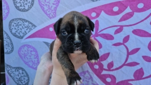 Deutsche Boxerwelpen