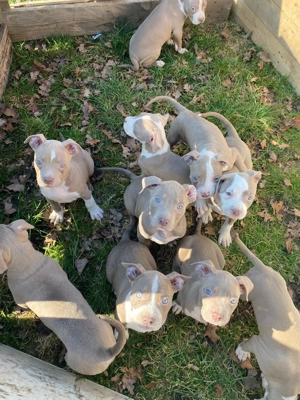 American Bully Welpen suchen ein tolles Zuhause