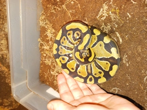 1.0 Classic Doppelhet Clown - Pied 100% Königspython