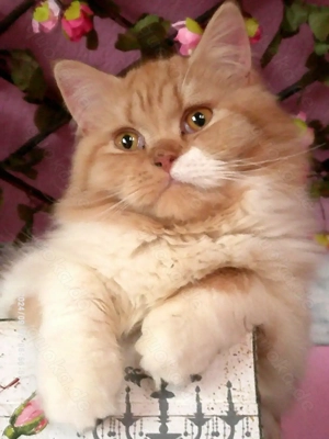 Extralieber hundeverträglicher ausnahmeschöner rot gestromter Welpen-Kater mit weiß gegen Gebot !!!