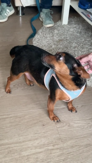 Pinscher Dame 3 Jahre