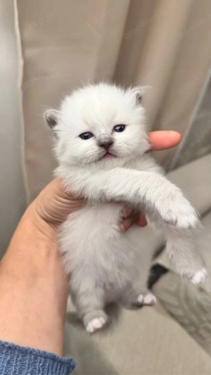    Zauberhafte Heilige Birma Kitten suchen ein liebevolles Zuhause!