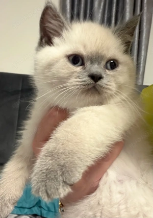 Britisches Kätzchen