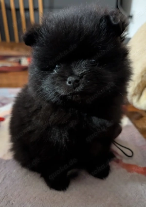 Pomeranian Zwergspitz Welpe sucht liebevolles Zuhause