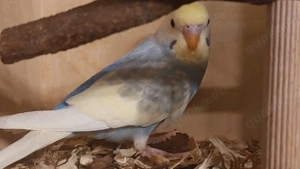 Wellensittich   Farbwellensittich 