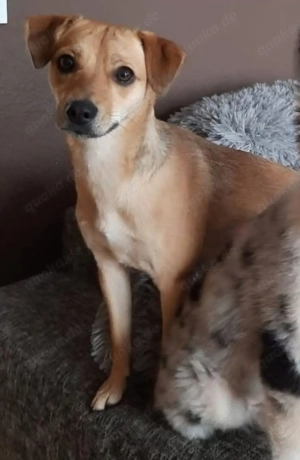 liebevolles Hundemädchen sucht ebenso liebevolle Familie 