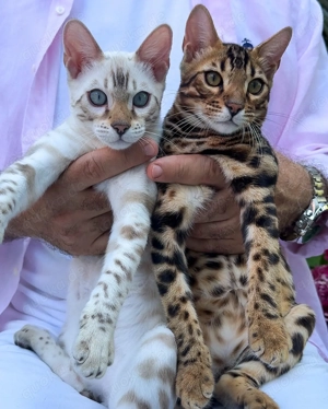 Schnee- und braune Bengalkätzchen verfügbar