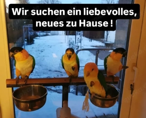 Weißbauchpapageien-Familie (Caiques) abzugeben 