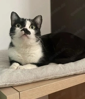 Aria Verschmustes ruhiges Katzenmädel sucht harmonische Familie  Bild 4