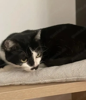 Aria Verschmustes ruhiges Katzenmädel sucht harmonische Familie  Bild 2