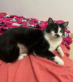 Aria Verschmustes ruhiges Katzenmädel sucht harmonische Familie  Bild 3