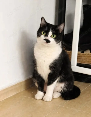 Aria Verschmustes ruhiges Katzenmädel sucht harmonische Familie  Bild 5
