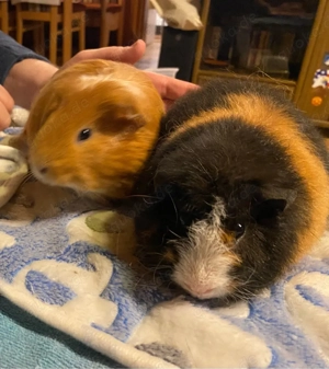 2 Meerschweinchenböcke suchen Liebhaberzuhause