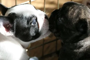 Bezaubernde Chihuahua-Welpen suchen ein liebevolles Zuhause