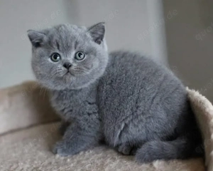 BKH kitten abholbereit