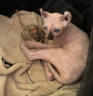 sphynx mädchen mit tasthaaren 