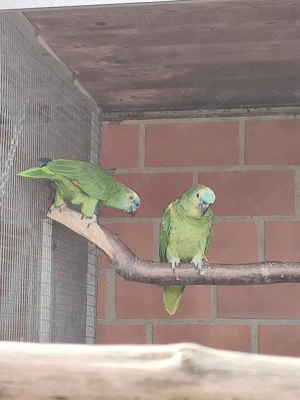  Blaustirnamazone ,0.2Hennen