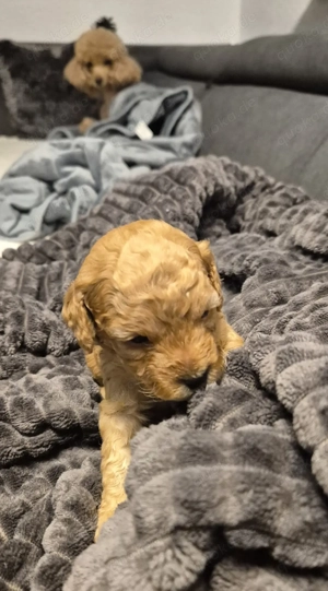 6 Reinrassige Toypudel Welpen 