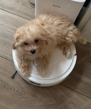 Maltipoo Rüde